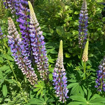 j_lupine's profile picture. Truth Beauty & Goodness and Knitting