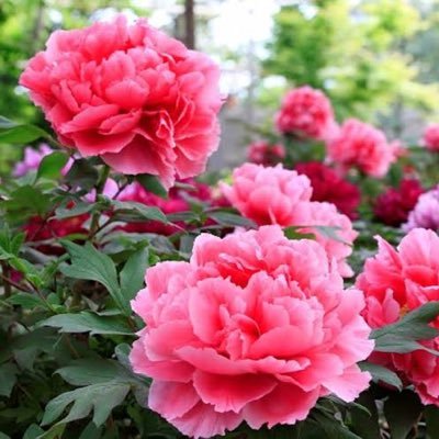 tears_of_lotus's profile picture. 命短し恋せよ乙女。