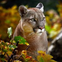 Naissant Lyon (@cmkbmn) 's Twitter Profile