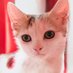 一只小猫咪🐱 (@mariebr20368217) Twitter profile photo 一只小猫咪🐱 (@mariebr20368217) Twitter profile photo