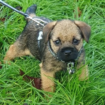 Tilly_BT Profile Picture