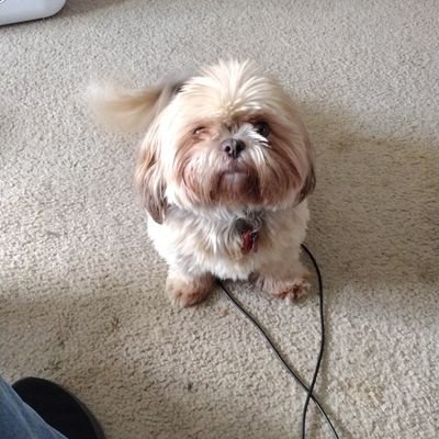 I'm Bitsy, 4.5 yrs old, Shih tzu, female, Bashful and fun