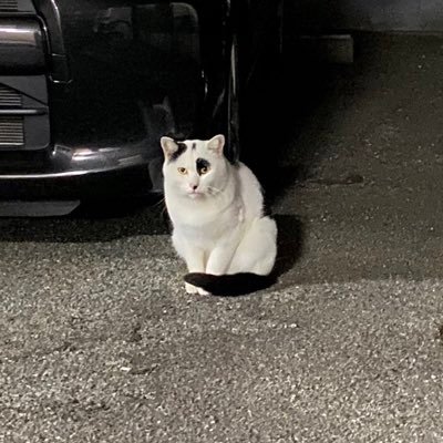 syunris90120822's profile picture. VALORANTと朝活LOLする男