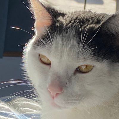 BehleLinda's profile picture. Political junkie, real history buff. It’s a Constitutional Republic!