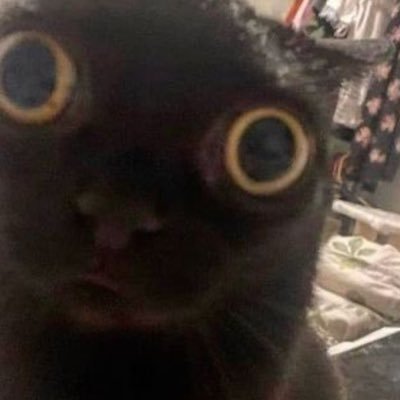 Funny Cat PFP - Funny PFP with Cat for TikTok, Discord, Instagram