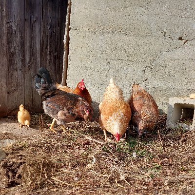 SharknatoT's profile picture. If you're not living on the edge,  you're taking up too much space.

Lars for President 2024