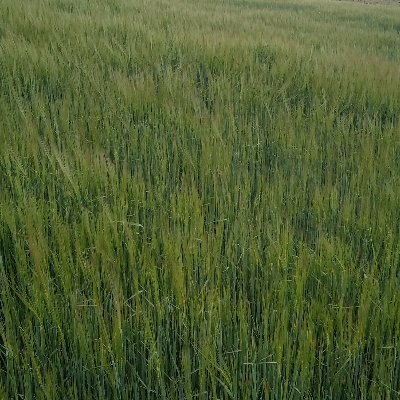 kelvin_marona's profile picture. An intellectual of his own mind never turn back