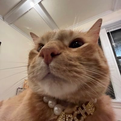 maddys447's profile picture. 