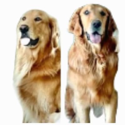 Am I #GuacOrRemiOrFeta? Fan account distinguishing the distinguished brown bois of @TheGoldenRatio4