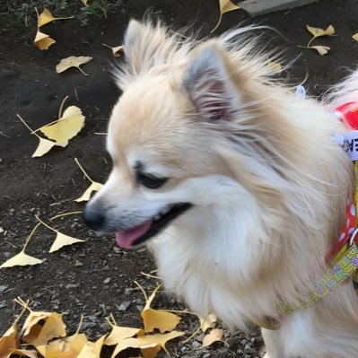 jazzysakura's profile picture. 音楽、インテリア雑貨、わんちゃん大好き🫶