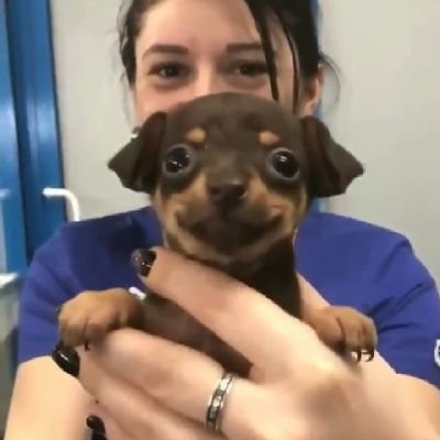 damiaas's profile picture. 