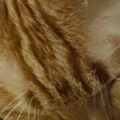 KoladaYoo's profile picture. 