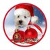 McGregor The Westie Angel 🇬🇧 (@mcgregorwestie) Twitter profile photo McGregor The Westie Angel 🇬🇧 (@mcgregorwestie) Twitter profile photo