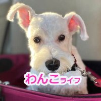 ビノ@ミニチュアシュナウザー(@chobistory) 's Twitter Profile Photo
