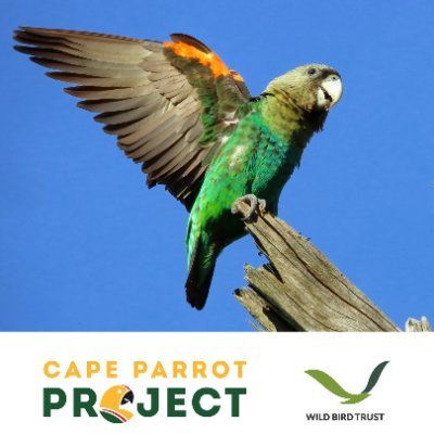 A long-term program in the making by the Wild Bird Trust's Cape Parrot Project to monitor the ecological integrity of key Cape Parrot forests in South Africa