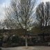 The Twickenham Black Poplar (@BlackPoplarTW1) Twitter profile photo