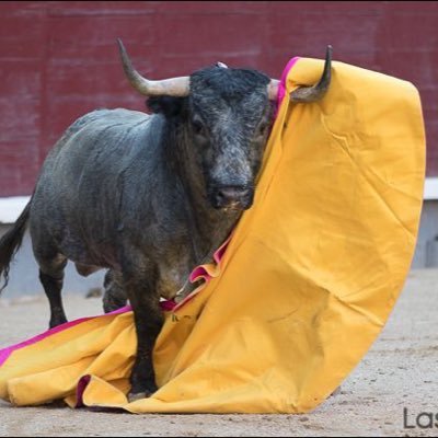 1. adj. Dicho de un toro: Que astuta y maliciosamente arremete a golpe seguro.