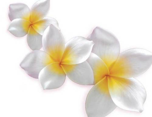 Bringing heavenly Hawaiian floral scents to all