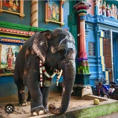 ManigandankR1's profile picture. திராவிட எதிர்ப்பாளன்

தமிழ் குடியன் 🔥