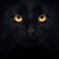 Rem Michalski (@harvestergames) 's Twitter Profile