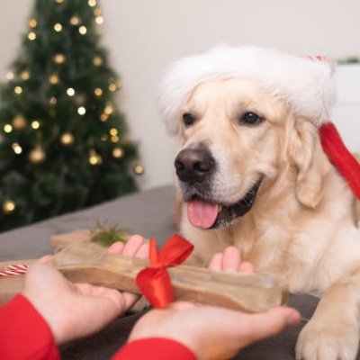 This page is for Puppy Lovers who love dogs very much. 🐶 Hit the follow button, If you love dogs ❤️
here you will find all your dog needs: