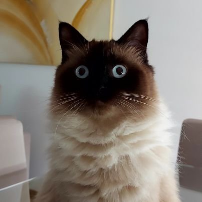 Paulourinho's profile picture. A simplicidade....