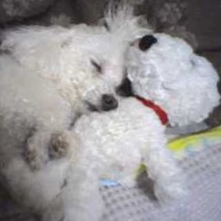 JInugasuki's profile picture. イベント会社、映画会社、カメラマンを経て写真家～東京、スイス、ニューヨーク、リトアニアなどで個展。お料理、編み物、音楽、ゆるキャラさん、倉俣史朗さんのデザイン、穏やかな優しい世界が好き。大好きな夫と２匹のトイプー（11歳@元保護犬＆11ヵ月）と生活中🐶 DMは連絡でのみ使用。宜しくお願いします🍀