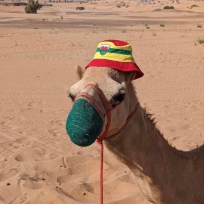 Ape7525's profile picture. Cymru 🏴󠁧󠁢󠁷󠁬󠁳󠁿