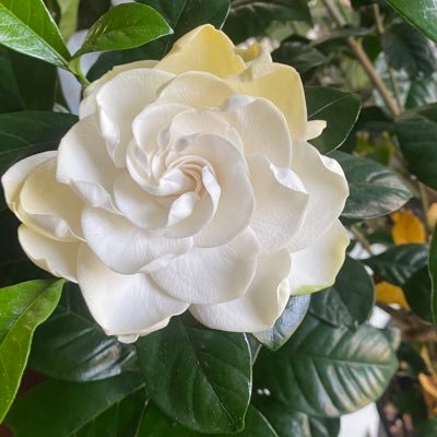 everoxthomas's profile picture. Child of God,CPA, fiscal conservative, mother, grandmother. #MAGA, #TaxTwitter