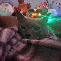 PProph - Stop the Genocide (@pproph01) 's Twitter Profile