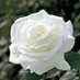 White rose (@KatarinaHultin) Twitter profile photo