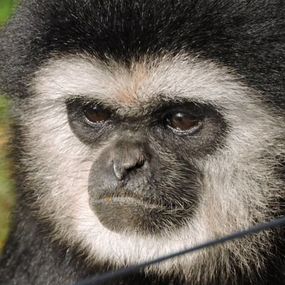MostlyMonkey Profile Picture