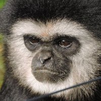 Overeducated Gibbon(@MostlyMonkey) 's Twitter Profile Photo