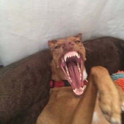 Kababuzabandia's profile picture. Information systems expert