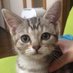 saeねこ (@remu_poyo) Twitter profile photo saeねこ (@remu_poyo) Twitter profile photo