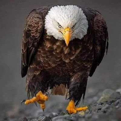 HythmZntany's profile picture. 