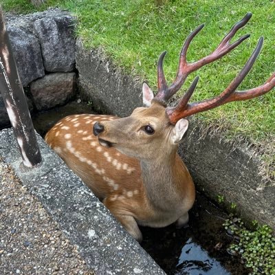 kitakawabemachi's profile picture. 