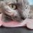 milkychii🐱🧶🐾のアイコン