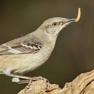 Mo Kingbird