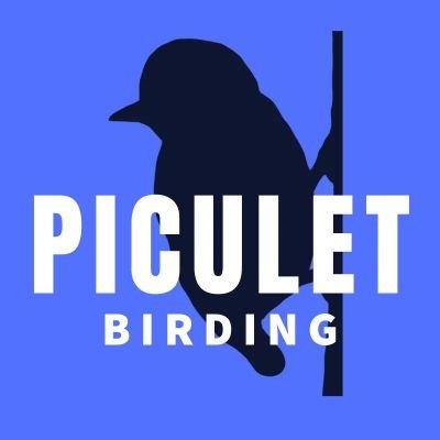 Piculet Birding Tours Colombia