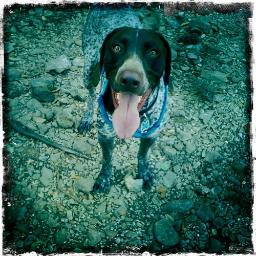 photographer, artist and puppy lover.
