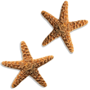 The Beach Life (@_thebeachlife) 's Twitter Profile Photo The Beach Life (@_thebeachlife) 's Twitter Profile Photo