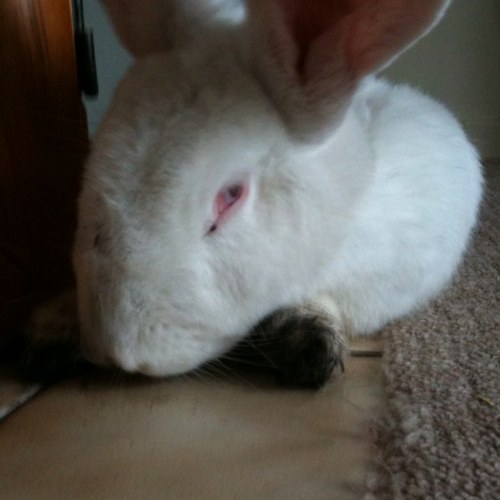 aphipps1's profile picture. 