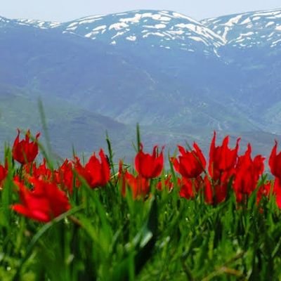 mus_lalesi's profile picture. 