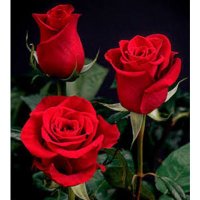 Teju my heart 💙 (@rakshit57211754) 's Twitter Profile