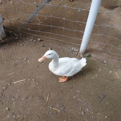 x3VoCzsqP4oUgqp's profile picture. 