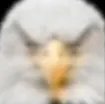 litten_lil's profile picture. I am the bird