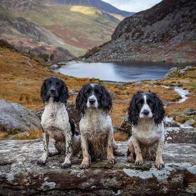 Photographer 
Landscapes dogs horses 
Snowdonia Wales favourite location
https://t.co/0T1dzou5ro