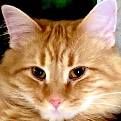 TeriHof96913261's profile picture. Newly retired Multi Media Sales Rep…Part time entrepreneur…Animal lover…Go Pack Go..Save the Whales ;). NO Porn!!