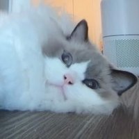 Madonna Huang (@hhcmadonna) 's Twitter Profile